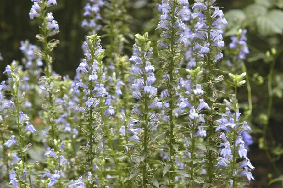 Great Blue Lobelia Seeds - Native Wildflower for Shade Gardens - Heat & Cold Tolerant - Lobelia siphilitica