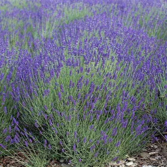 True English Lavender Seeds - Fragrant Perennial Medicinal Flowers - Non-GMO - 500 Count