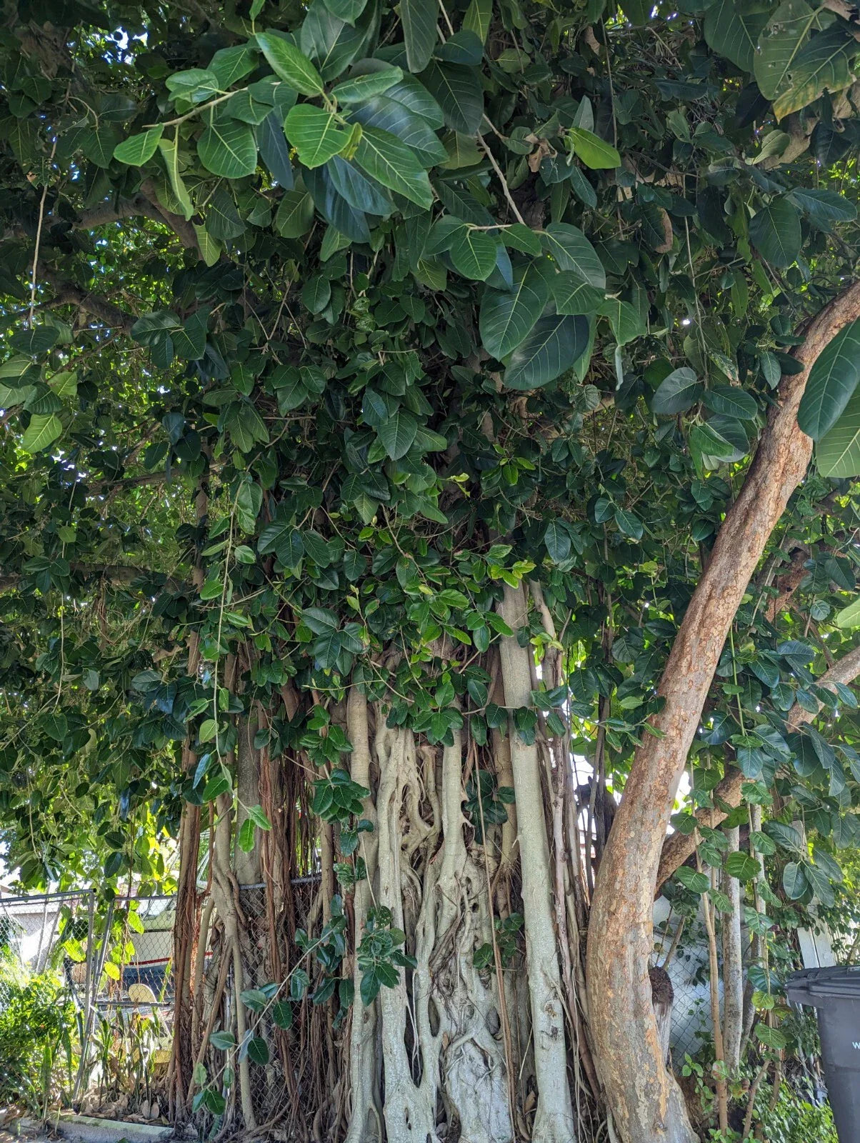 Ficus Cuttings | Banyan Tree Cuttings | Ficus benghalensis | Fresh Cut to Order