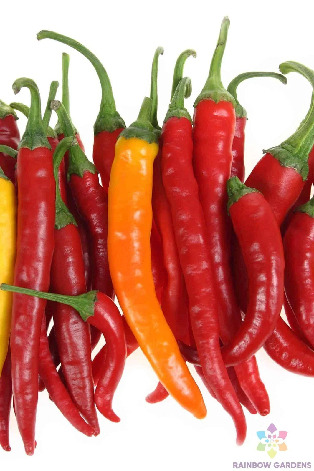 Jwala Finger Hot Pepper Seeds - 25+ Pack for Garden Planting - Capsicum annuum - USA
