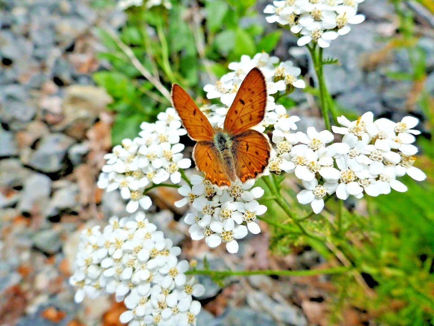 White Yarrow Flower Seeds - 1001+ Perennial Native Wildflower, Medicinal Herb (Achillea millefolium)