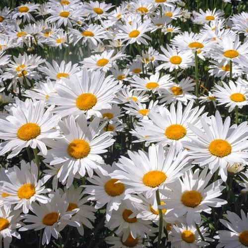 White Painted Daisy Seeds - 200+ Pack for Garden Planting - Leucanthemum × superbum - USA Grown, Free Shipping