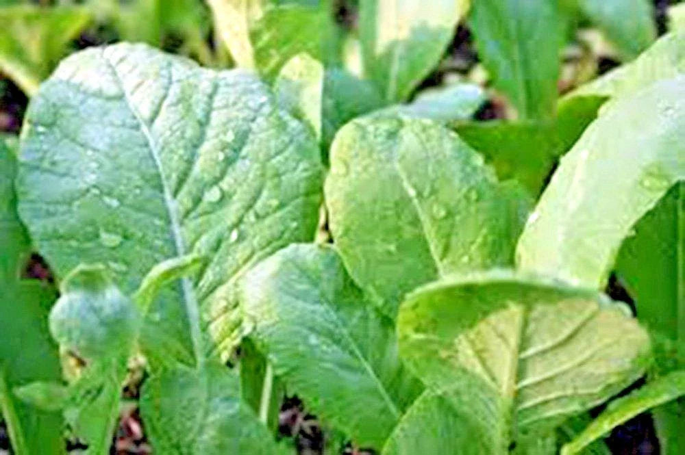 Organic Tendergreen Mustard Seeds - Easy Spring & Fall Container Greens - Mustard Greens (Brassica juncea)