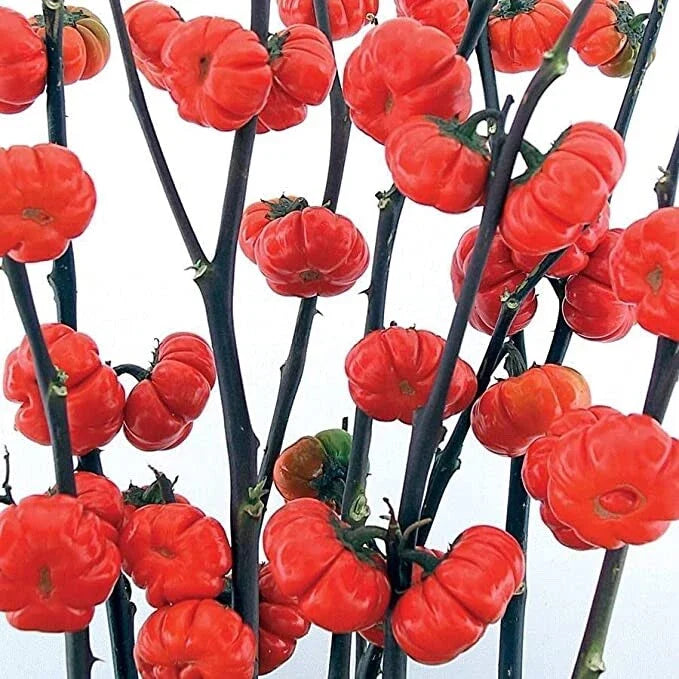 Pumpkin on a Stick Eggplant Seeds - 10 Seeds for Planting - Unique Vegetable Variety - Solanum integrifolium
