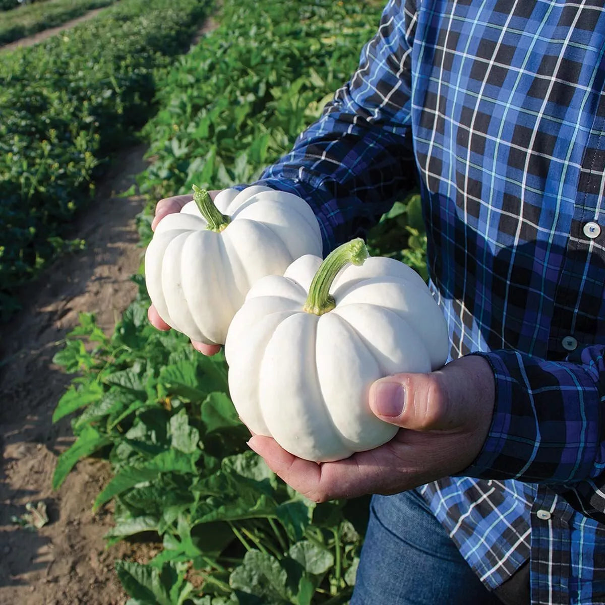 Small White Pumpkin Seeds (Casperita) - 10 Pack - Ideal for Planting and Decoration - Non-GMO