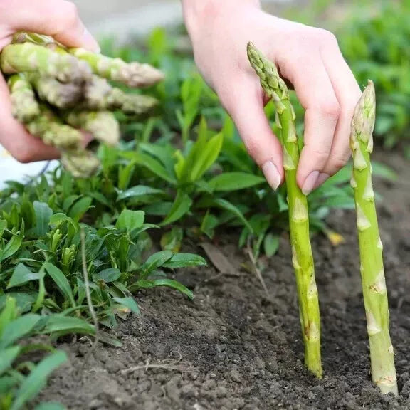 Asparagus Seeds 200 Count - Mary Washington - Non-GMO Heirloom - Asparagus officinalis