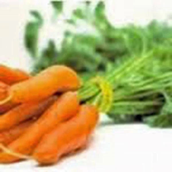 Non-GMO Carrot Seeds, Little Finger Variety, 1000+ Seeds - Daucus carota