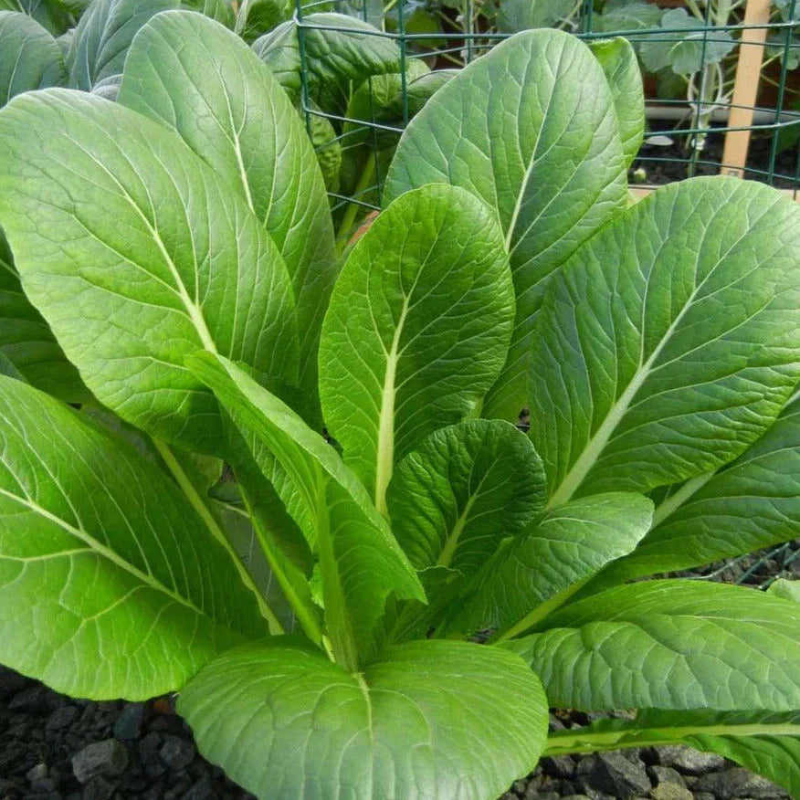 Komatsuna Mustard Spinach Seeds - 500+ Count - Asian Vegetable Seeds - Brassica rapa var. perviridis