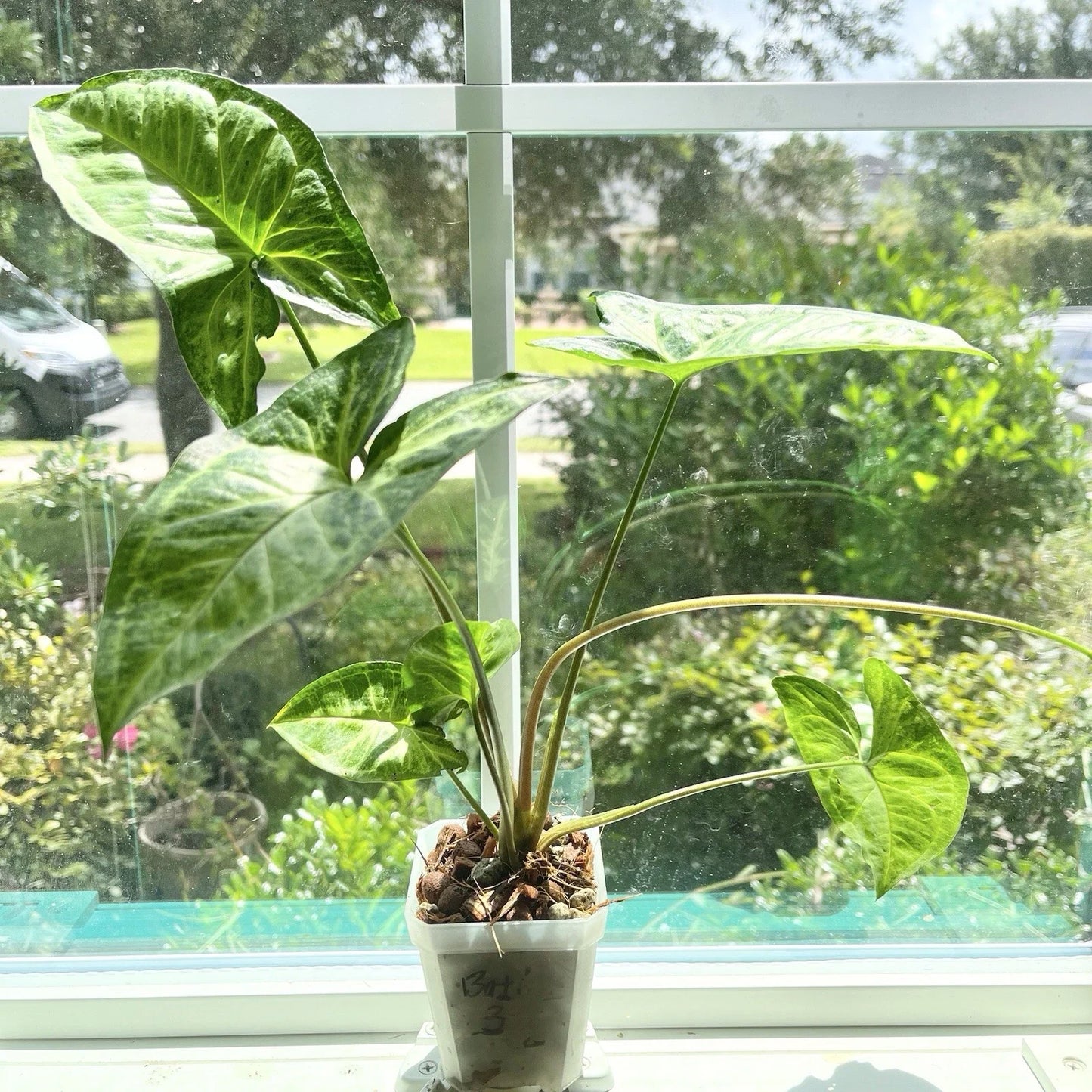 Syngonium Batik Plant #3 - Potted Rooted Houseplant - Syngonium podophyllum