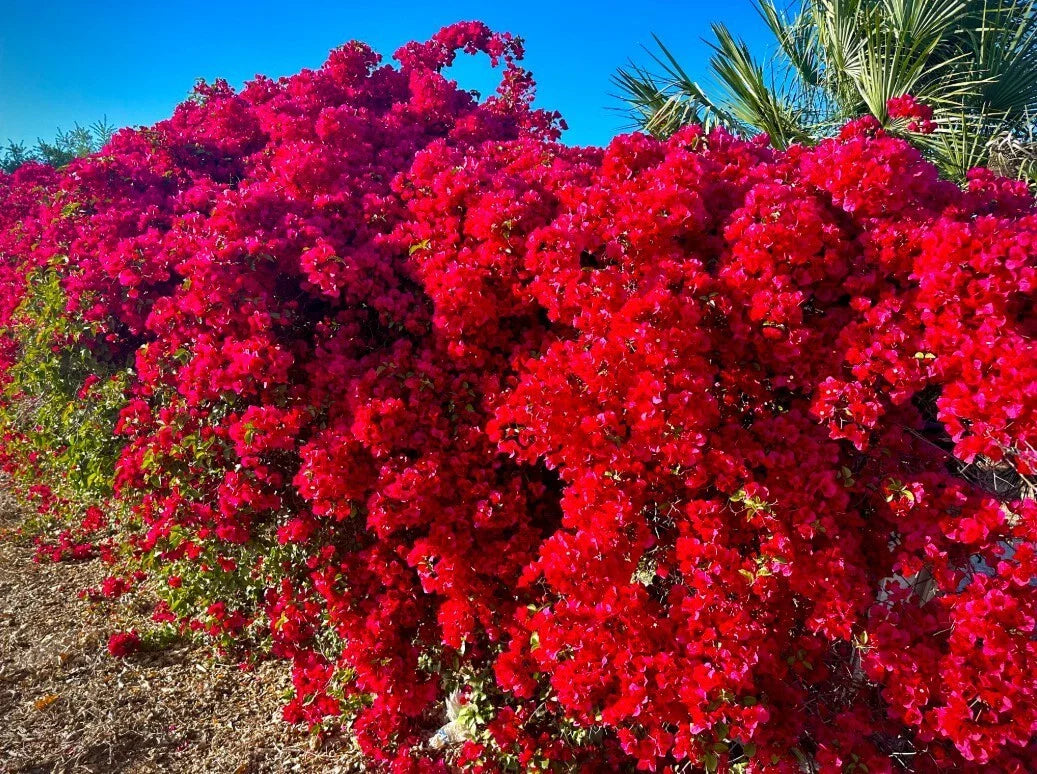 Bougainvillea Plant 5-10" Tall White Bracts 4" Pot Drought-Tolerant San Diego Bougainvillea