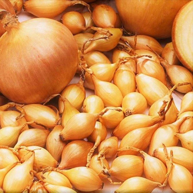 Yellow Spanish Globe Onion Sets | Long Day Bulb Seeds | Allium cepa | Fast Shipping 2025