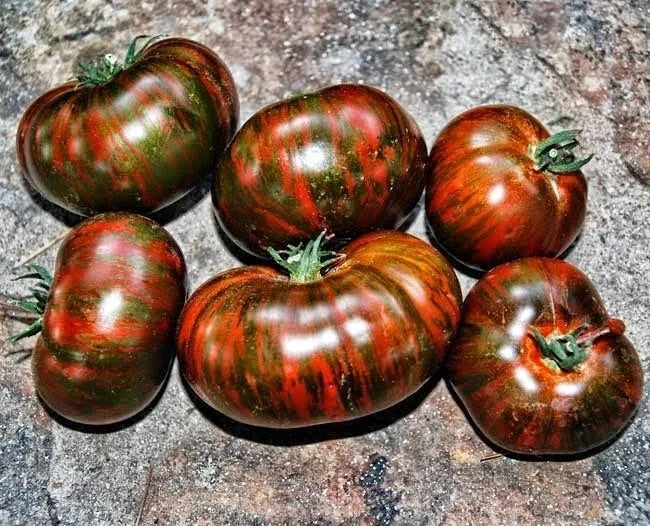 Chocolate Stripe Tomato Seeds - 120+ Heirloom Organic Non-GMO Rare Variety - Solanum lycopersicum