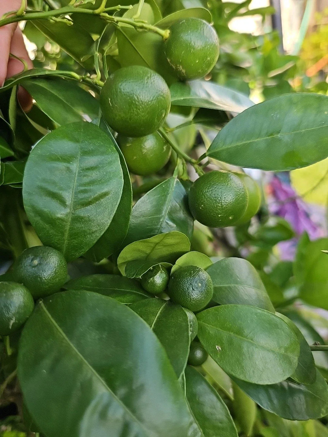 Calamansi Live Plant Seedling- Asian Calamansi Citrus microcarpa - Fresh Indoor/Outdoor Fruit Plant from USA πΊπΈ