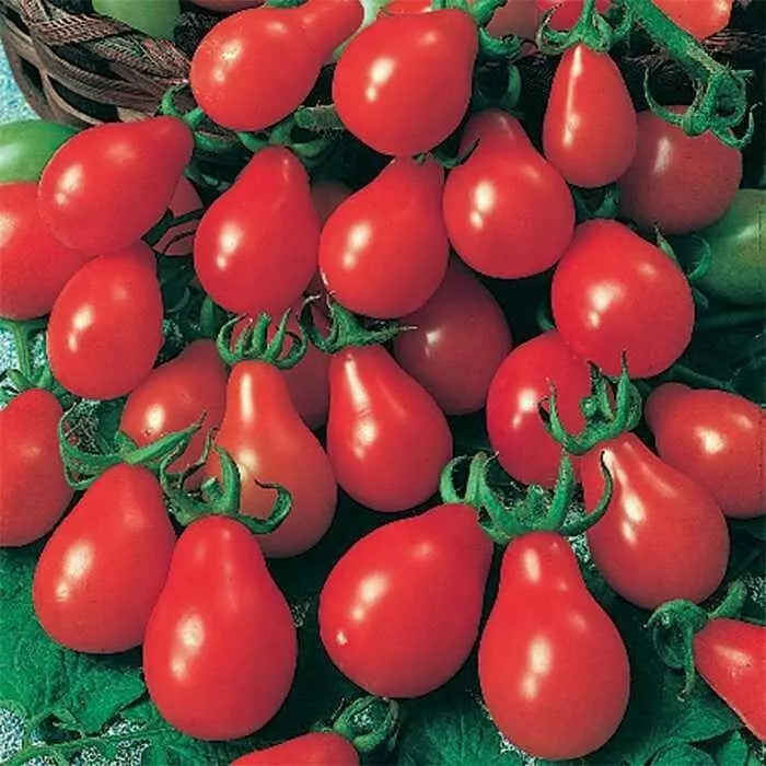 Red Pear Tomato Seeds - 120+ Heirloom Non-GMO Seeds - Fresh & Organic - Solanum lycopersicum