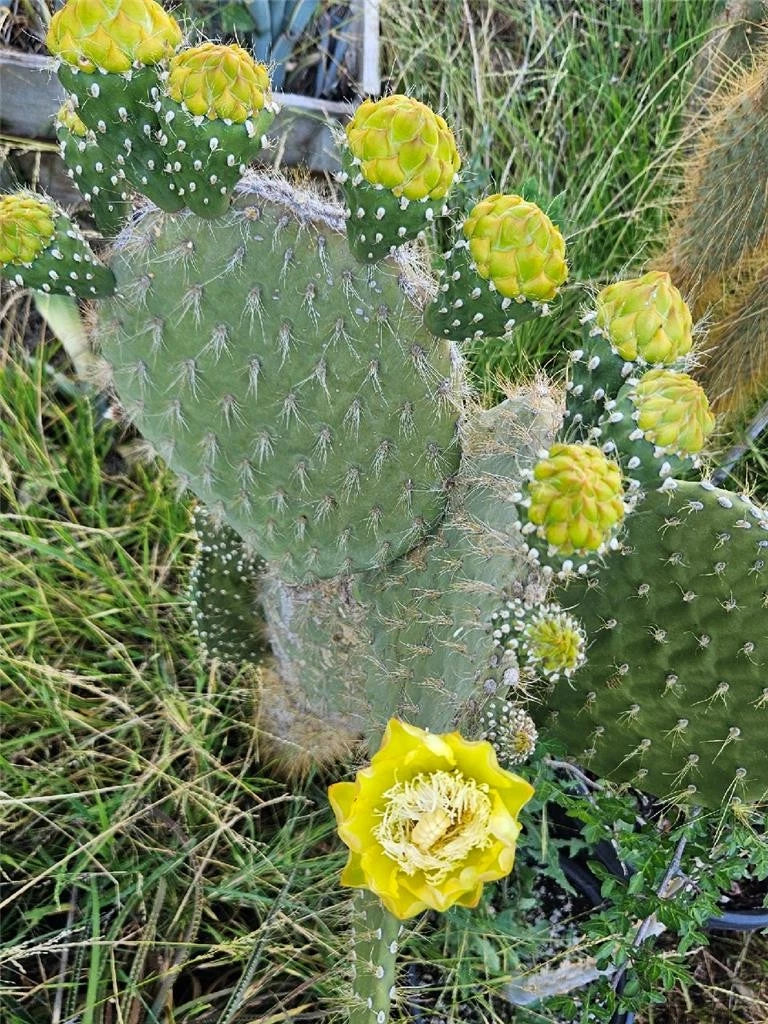 Galapagos Opuntia Megasperma Var. Orientalis Selection - Colored Flowers Cactus Plant