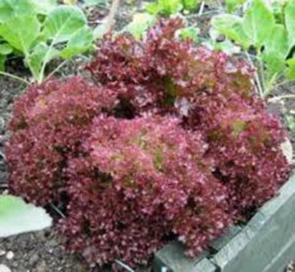 Red Leaf Lettuce Seeds, Lolla Rosa, Heirloom, Non-GMO, 1000 Seeds, Organic Vegetable Seeds