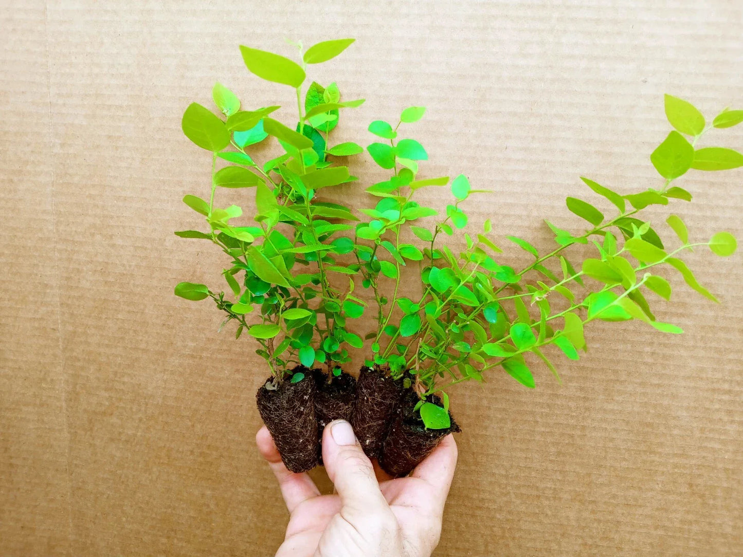 Blueberry Starter Plants - Reka Variety - Set of 4 - Vaccinium corymbosum - Early Ripening, Pesticide-Free, Sweet Fruit