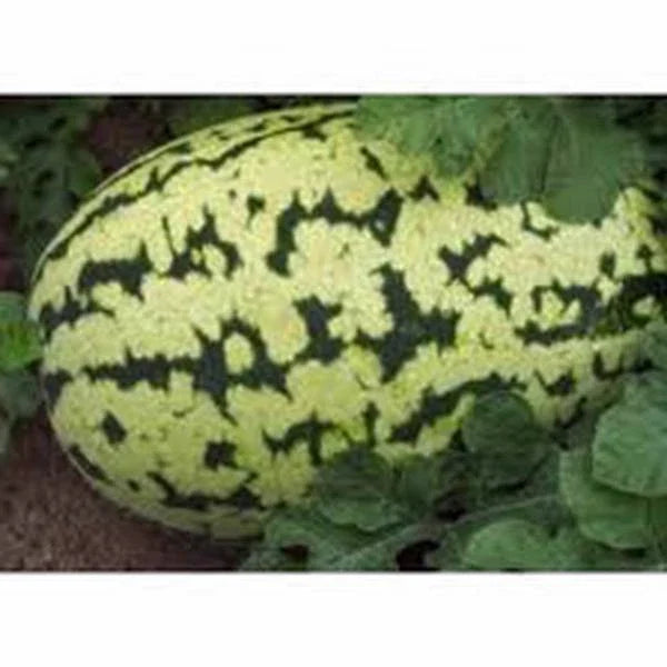 Watermelon Seeds Collection - 4 Heirloom Seed Varieties for Garden Planting - Organic Watermelon Seed Pack