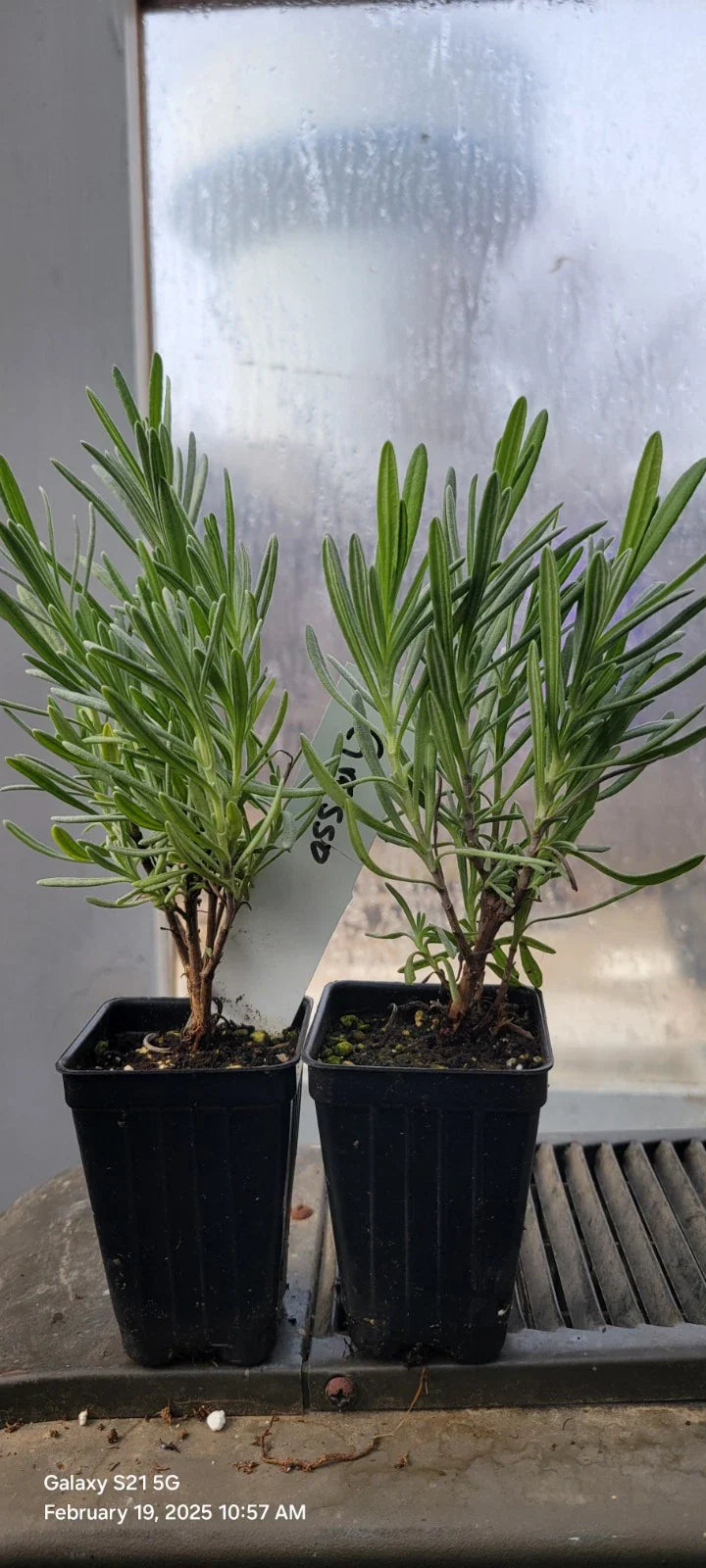 Lavender Plants 3" Pots, Grosso Variety, Aromatic Herb, Well Rooted, Perfect for Spa Garden, Lavandula angustifolia