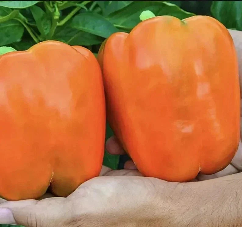 Orange King Bell Pepper Seeds - 120+ Heirloom Organic Non-GMO Sweet Variety - Perfect for Home Gardening