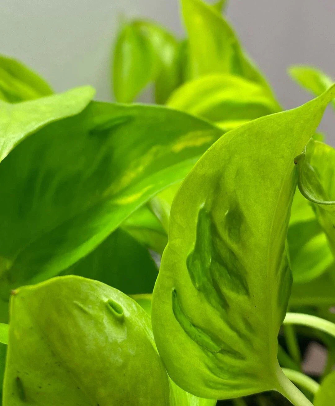 Rare Teruno Champs Elysees Pothos Cuttings - 3 Fresh No Roots - Ideal for Propagation and Home Decor