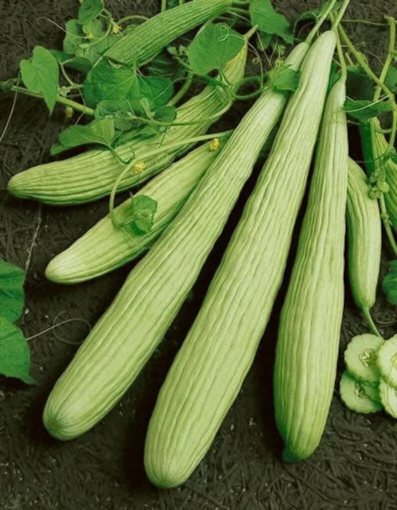 Armenian Yard Long Cucumber Seeds - 100+ Non-GMO Organic Heirloom Seeds - Cucumis melo var. flexuosus