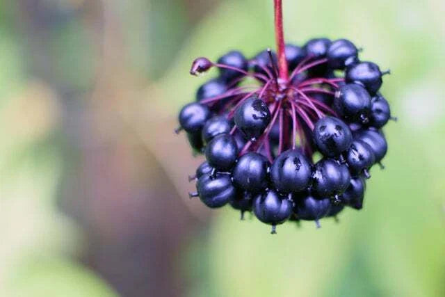 Siberian Ginseng Seeds - 10 Count - Healthy Root - Eleutherococcus senticosus - Shipped from Iowa