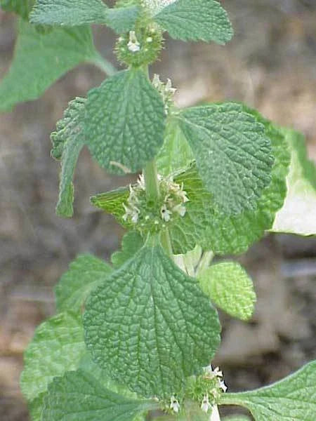Horehound Herb Seeds - 250+ Fresh Seeds for Planting - Healing Herb (Marrubium vulgare)