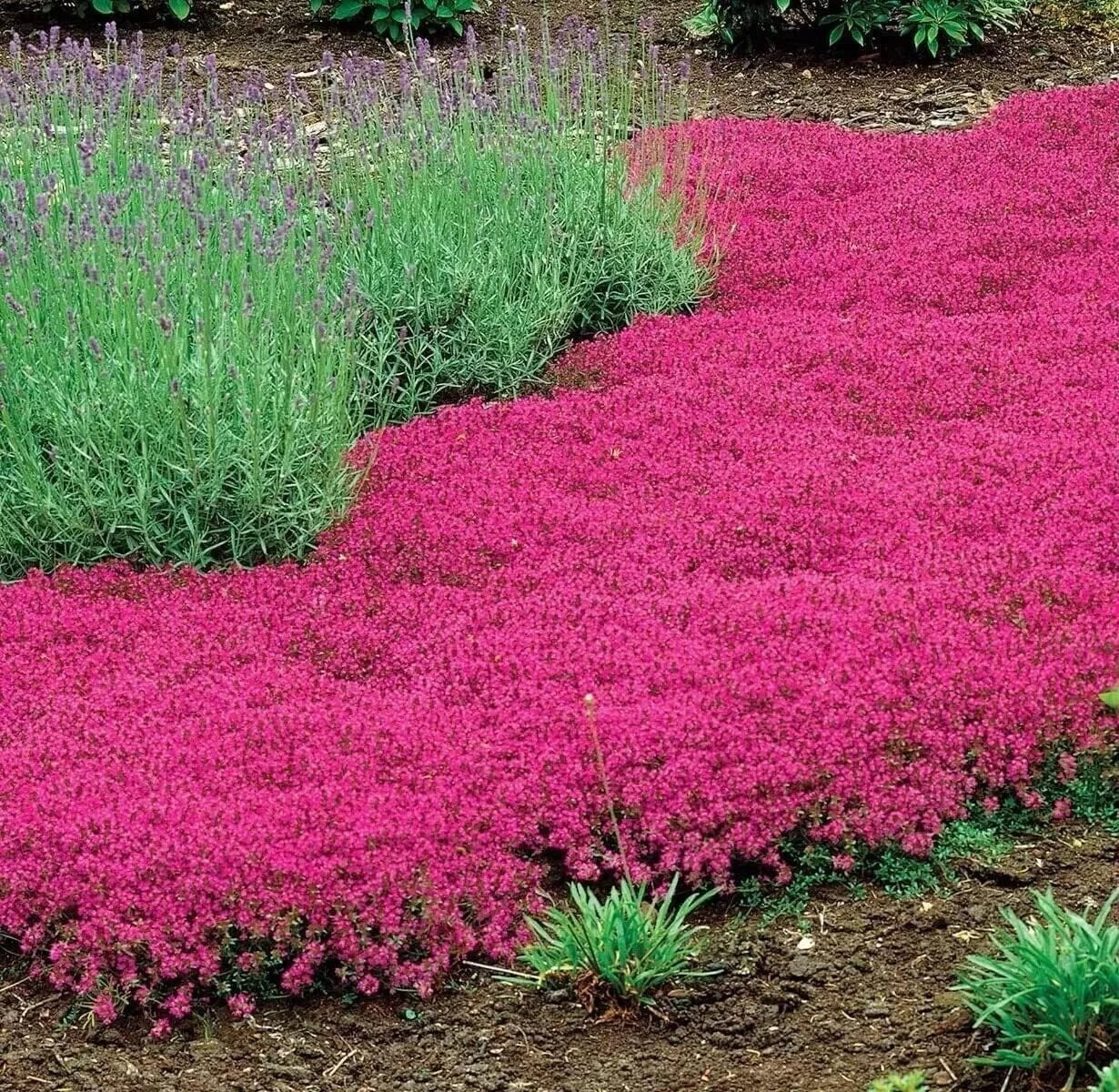 Red Creeping Thyme Seeds - 1000+ Non-GMO Groundcover Seeds - Thymus serpyllum - Fresh Herb Garden Starter