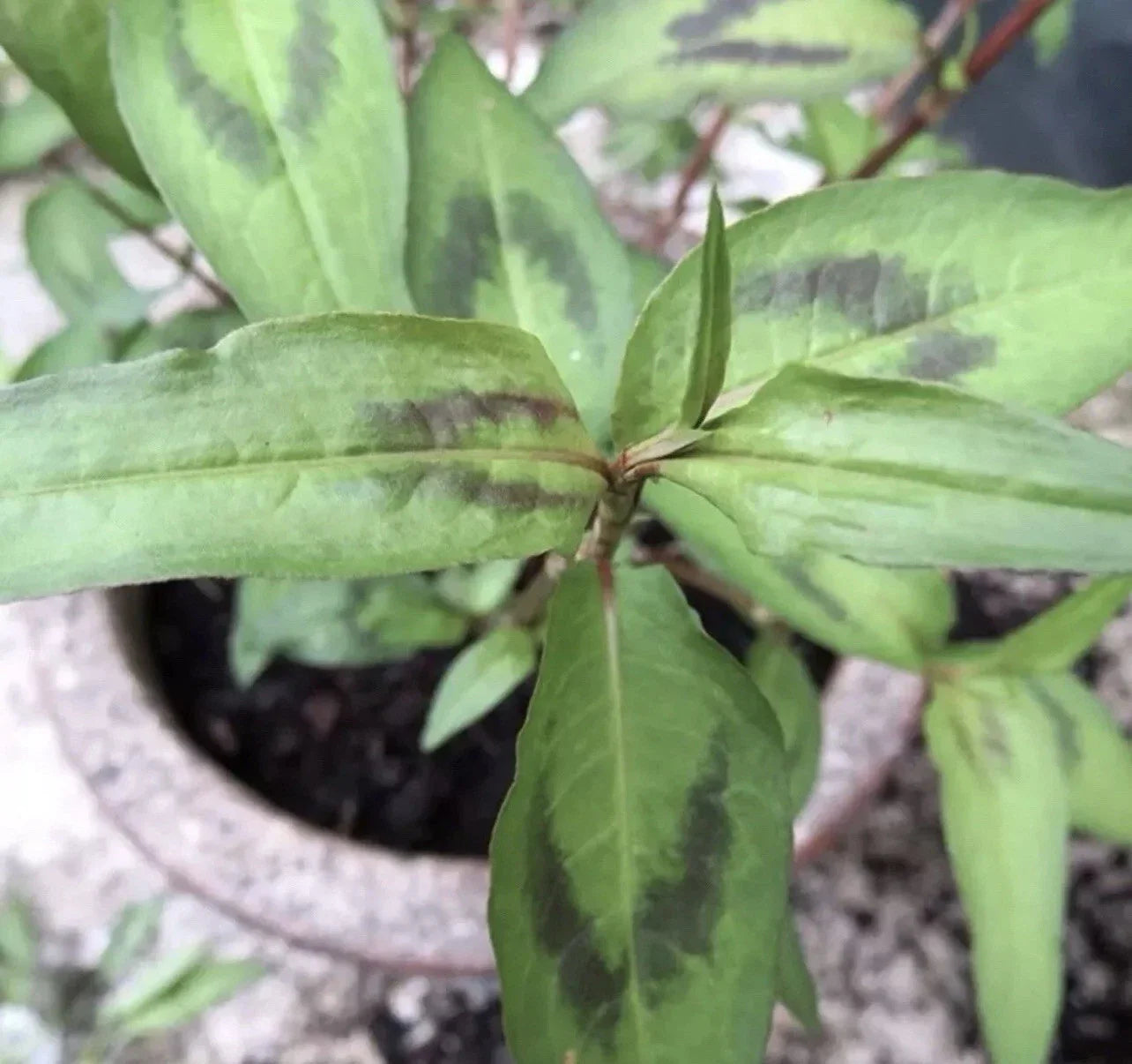 Live Vietnamese Coriander Plants 4"-5" "Rau Ram" Rooted in Soil - Fresh Culinary Herb for Cooking (Persicaria odorata)