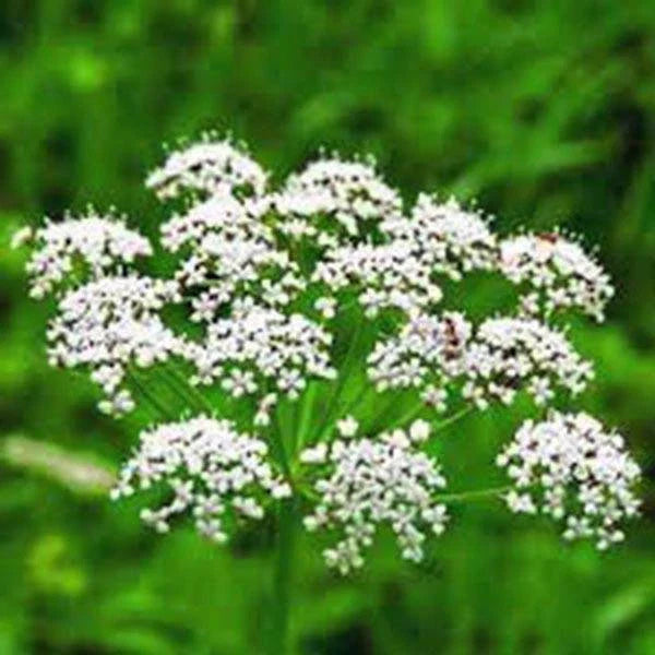 Anise Seeds - 1000+ Heirloom Seeds, Unique Flavor, Aromatic Herb & Spice, Pimpinella anisum