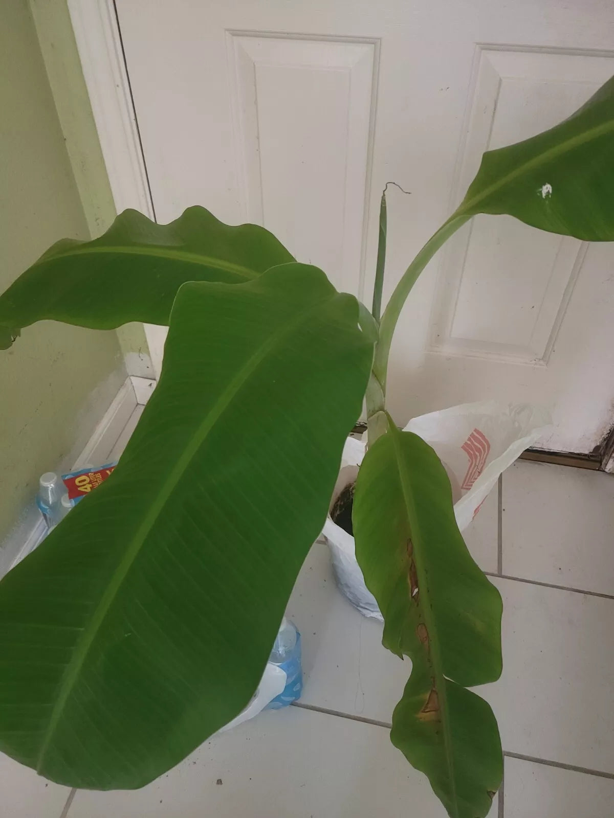 Plantain Plant 40-Inch Platano Macho Large Tree - Trimmed Leaves (Musa paradisiaca)