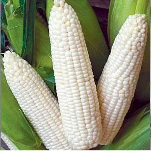 Heirloom Vegetable Seeds - Trucker's Favorite White Corn - 25 Ct - NON-GMO, USA Grown