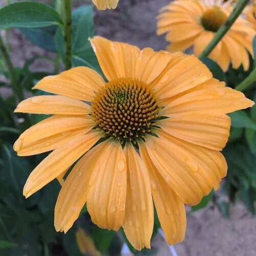 50 Coneflower Seeds - Echinacea Purpurea - One in a Million Perennial Flowers for Garden Planting