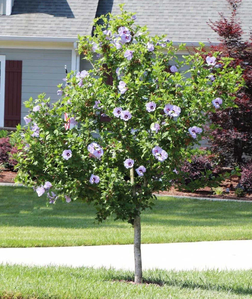 Rose of Sharon Hibiscus Starter Plants 5-Pack Bare Root Fast-Growing Summer Flowering Hibiscus syriacus