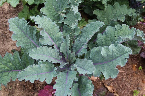 Red Russian Kale Seeds - Tender Greens, Large Leaves, Brassica napus