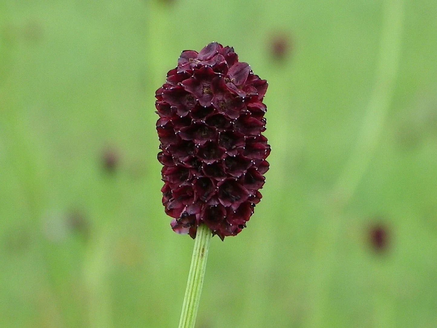 Salad Burnet Seeds - 90+ Non-GMO 'Little Angel' Culinary Herb - Sanguisorba minor