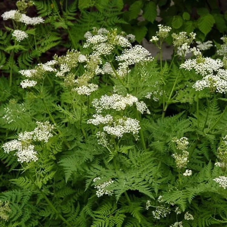 Anise Seeds 2000 Count Non-GMO Herb Seeds Pimpinella anisum USA Seller
