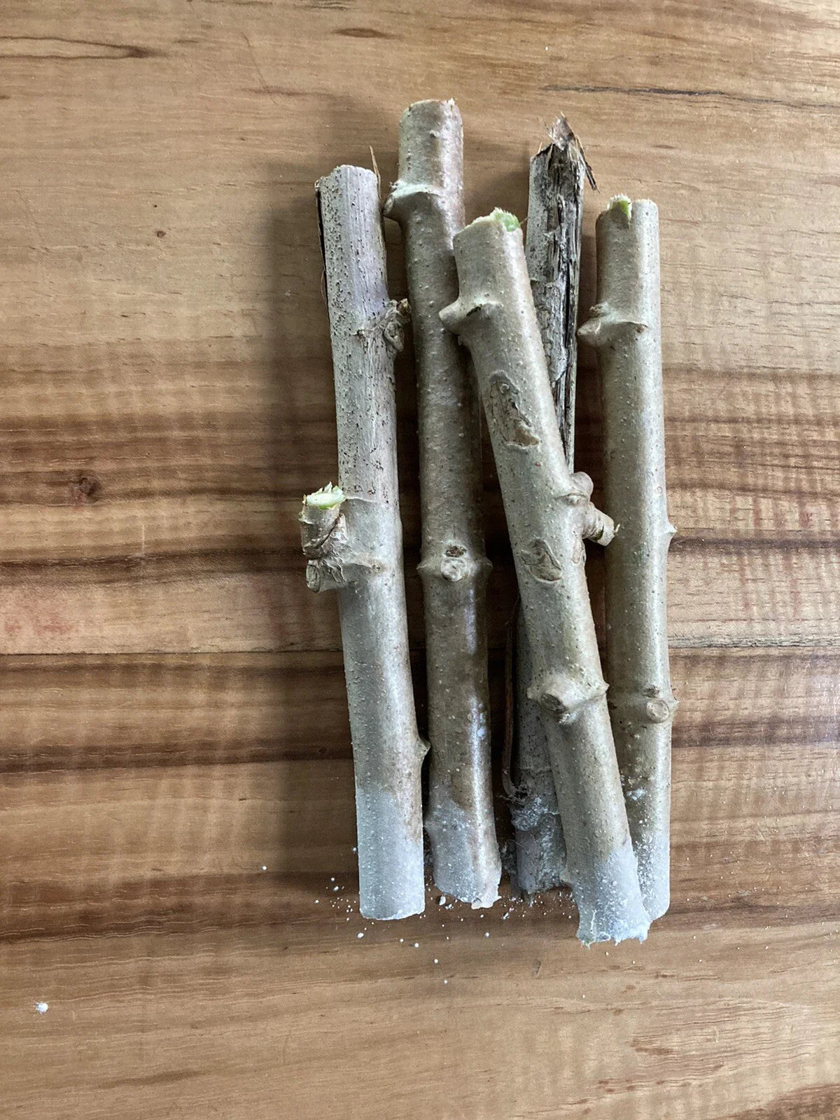 Yuca Cassava Stem Cuttings - 5 Fresh Healthy Cuttings - Manihot esculenta