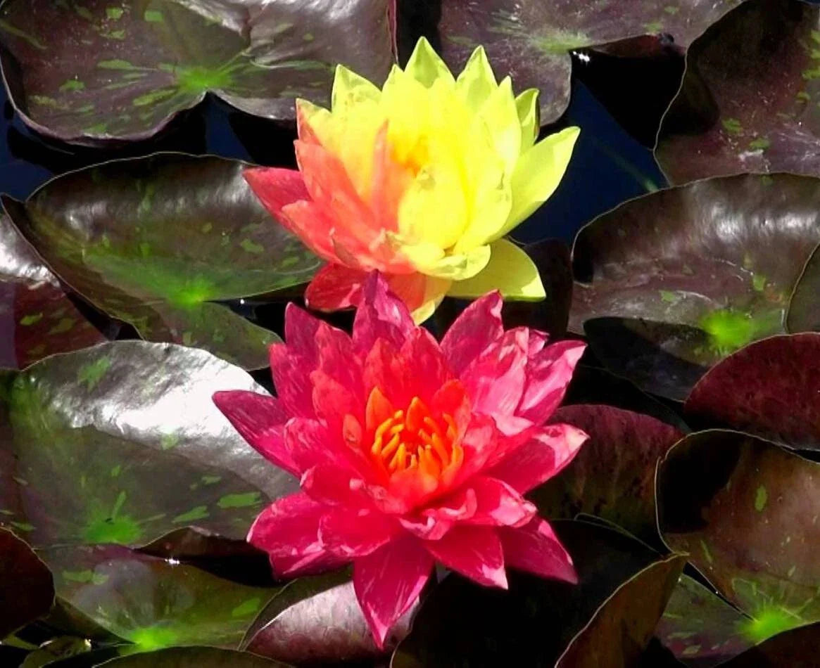 Cold Hardy Waterlily Pond Plant - Wanvisa Variety - Nymphaea spp.