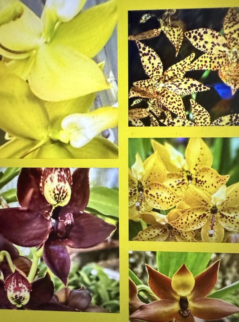 Cyc Orchid Plants - Small Bulb - Choose Your Variety - Bare Root, Perfect for Collection (Cycnoches spp.)