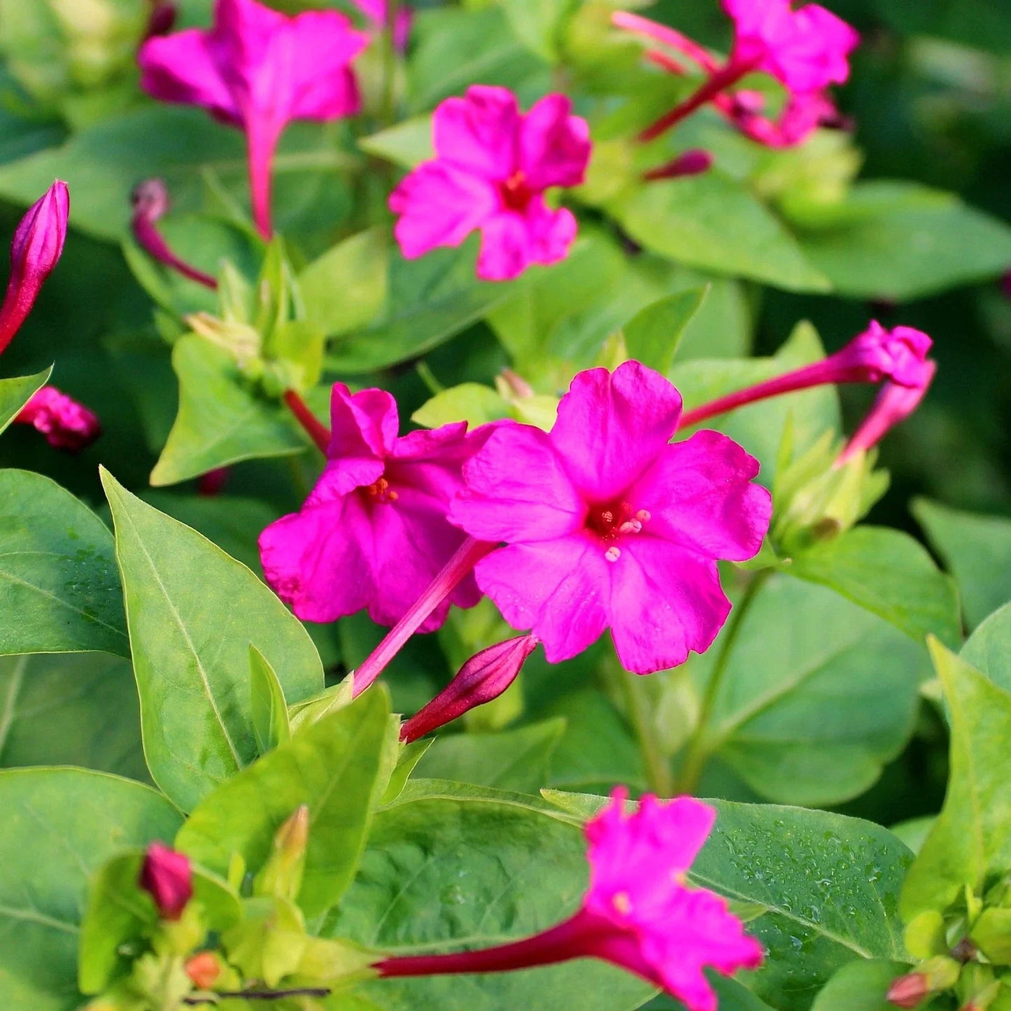 Pink Four O'Clock Seeds - Solid Marvel Variety - Mirabilis Jalapa - Ideal for 2025 Planting