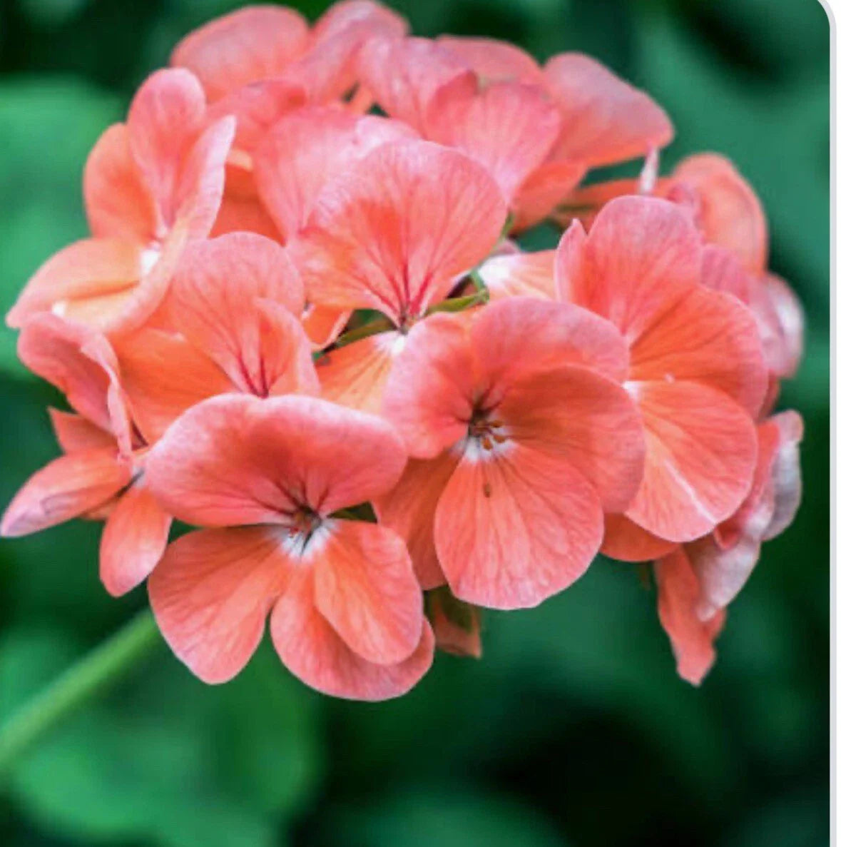 Coral Zonal Geranium Cuttings - 10 Stem Cuttings for Rooting - Pelargonium Variety - Indoor/Outdoor Plant