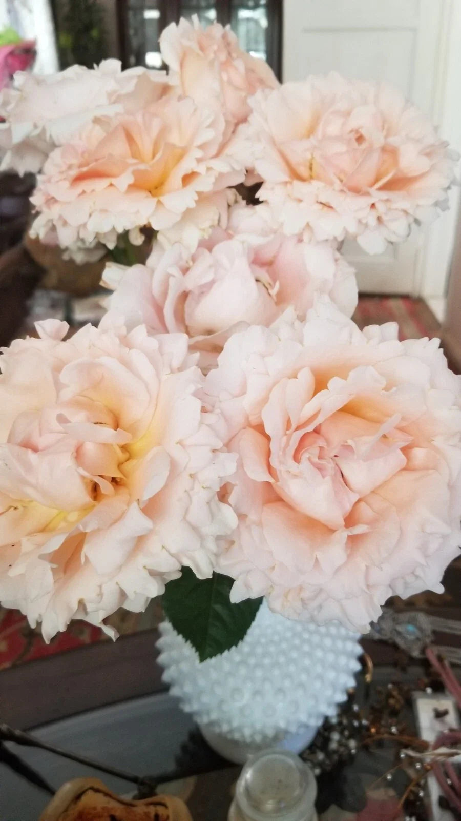 Polka Climbing Rose Cuttings - 3 Live Fresh Apricot Plants - Rosa 'Polka'