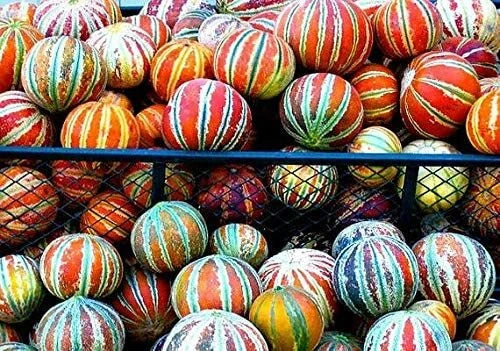 Tiger Melon Seeds - 10 Rare Exotic Fruit Seeds for Gardening - Cucumis melo var. tigrius