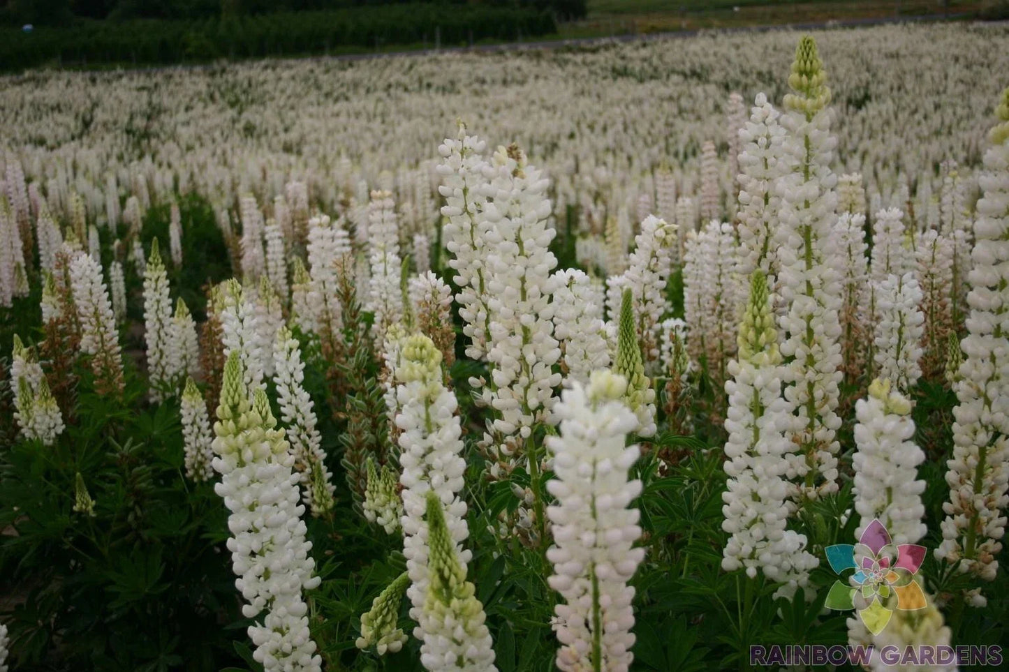 25+ Russell White Lupine Seeds for Garden Planting - Lupinus polyphyllus - Non-GMO - USA Grown - Easy to Grow