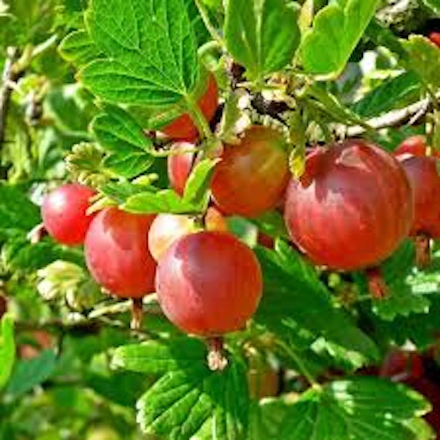 Pixwell Gooseberry Plant, 2-Year-Old, Light Green to Pink Berries, Ribes uva-crispa, Zones 3-8, Ideal for Pies and Preserves