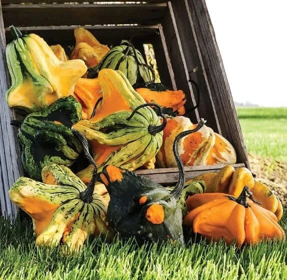 Gremlins Gourd Seeds for Planting | Fall Décor Variety | Cucurbita pepo | Ships from Iowa