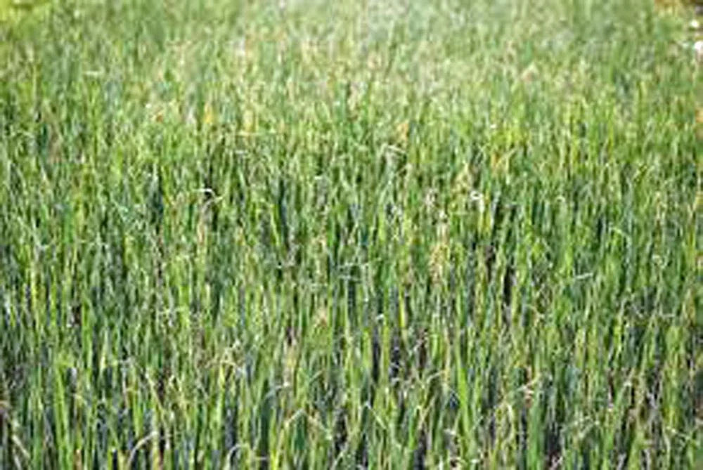 Alfalfa Sprout Seeds - 1000 Heirloom Non-GMO Seeds - Medicago sativa