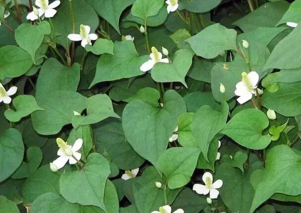 Fish Mint Seeds - 300 Seeds - Houttuynia Cordata - Chameleon Plant - USA Grown